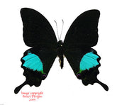 Papilio paris gedeensis (Java) A-